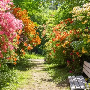 Arboretum SGGW