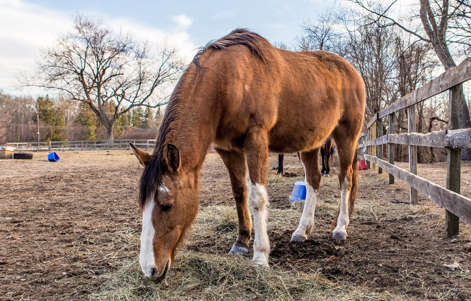 Fundacja Międzynarodowy Ruch na Rzecz Zwierząt – Viva!