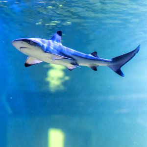 Oceanika i Park Miniatur Świętokrzysko